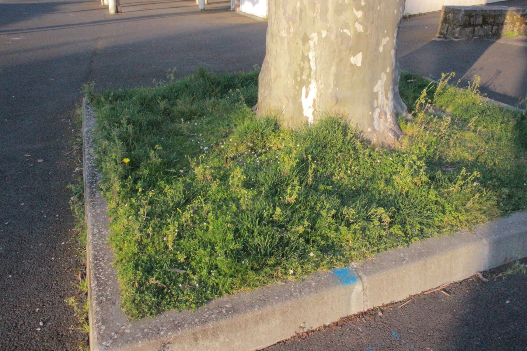 Annexe sous le platane.JPG