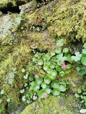 Annexe bodiversité44.jpg