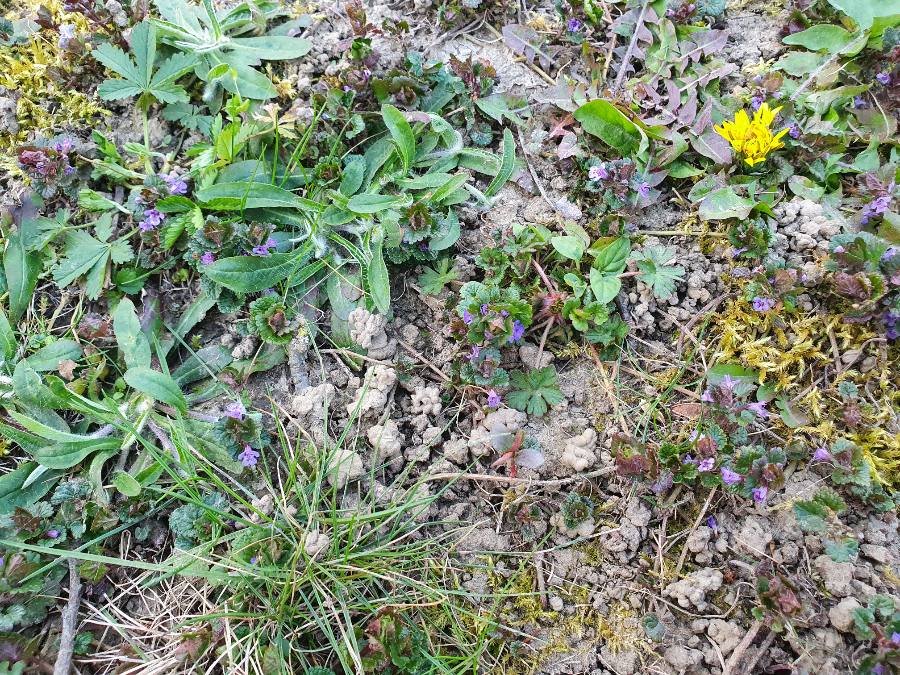 Annexe 1585331725031.JPEG