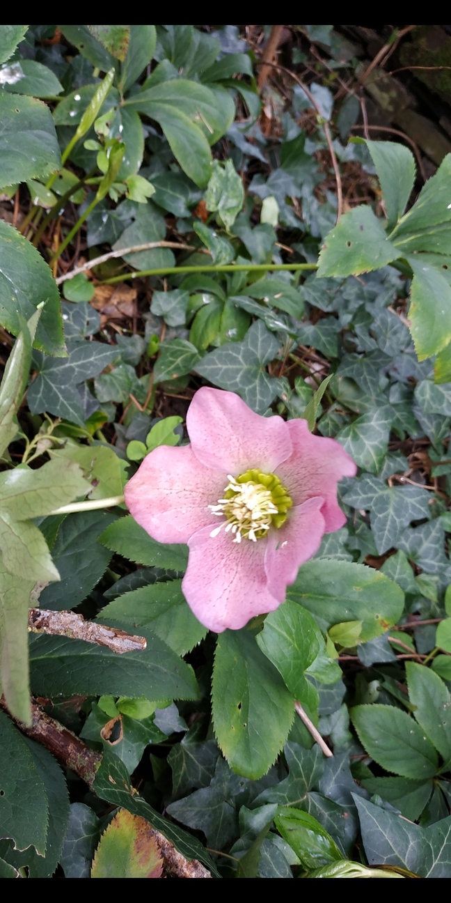 Annexe Screenshot_2020-03-27-20-01-31-593_com.miui.gallery-ConvertImage-ConvertImage.jpg