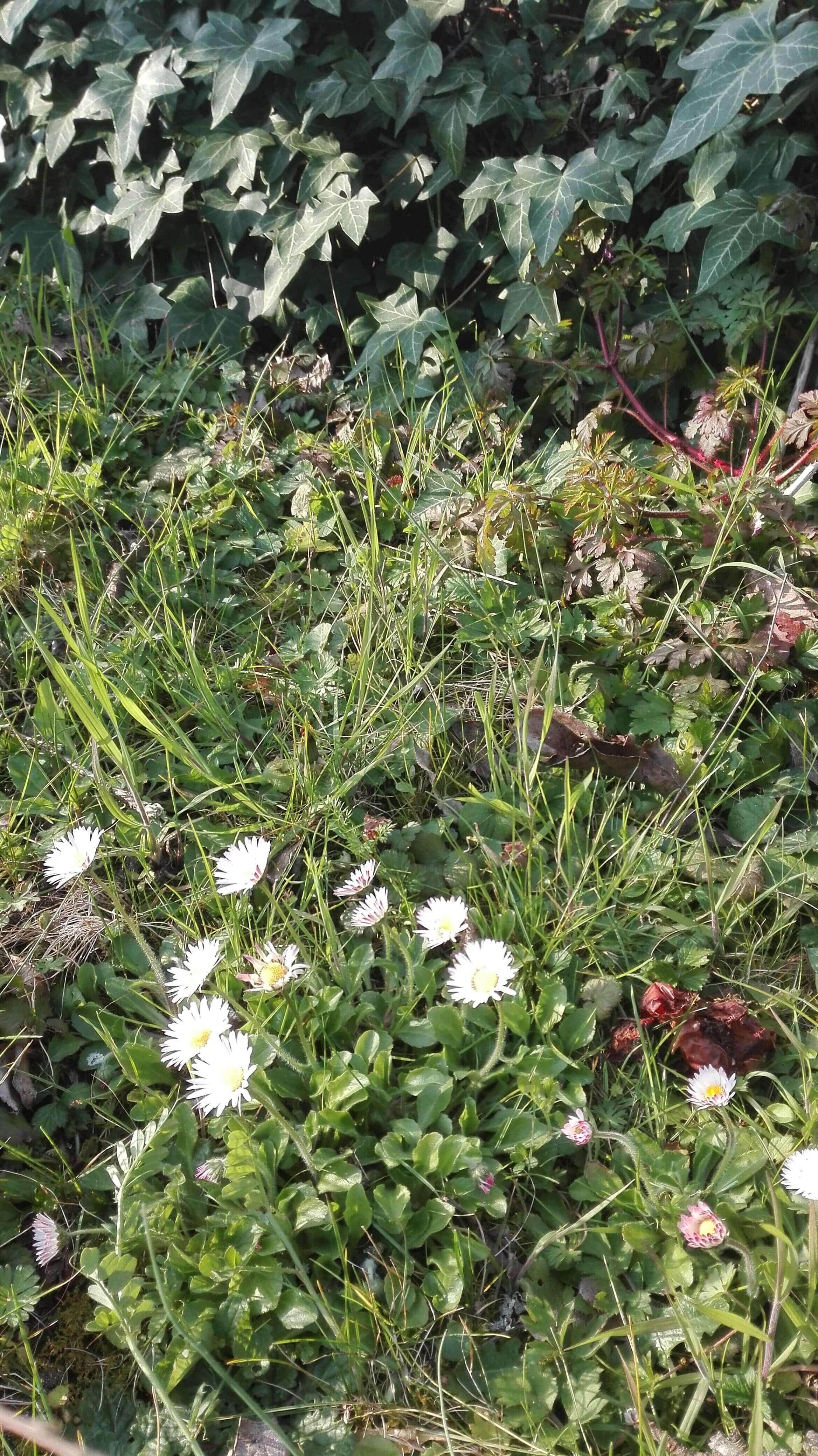 Annexe Diversité_comp2.jpg