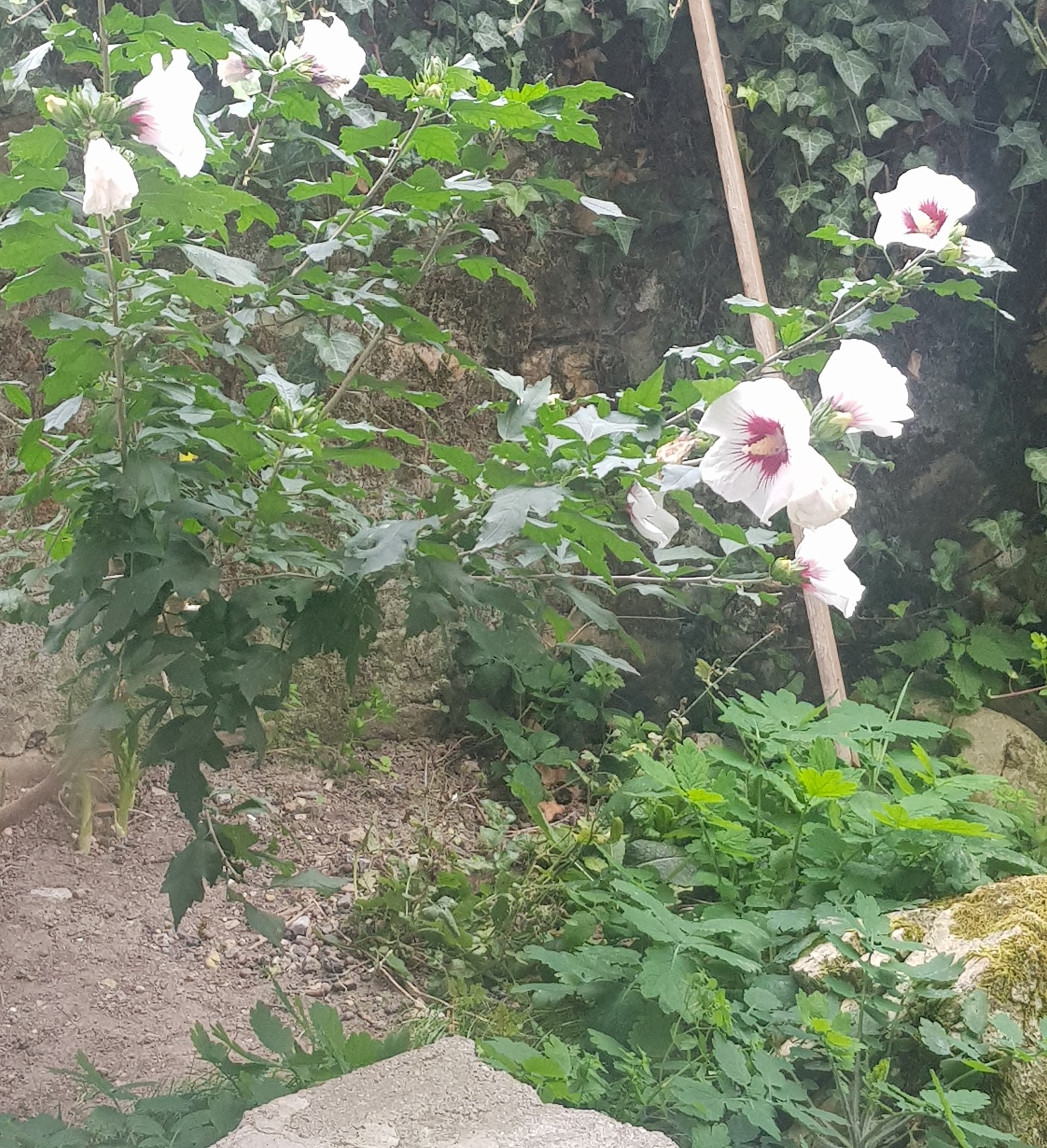 Annexe 20190909_163303.jpg