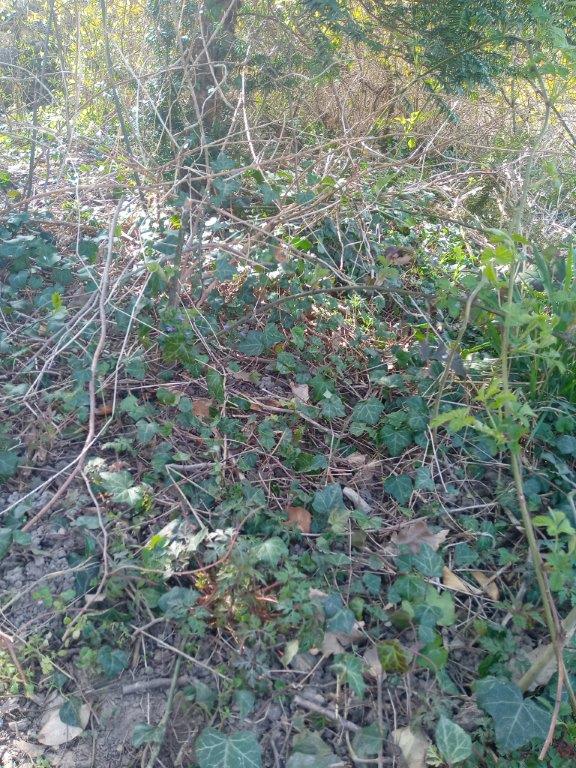 Annexe IMG_20200327_140828490p.jpg