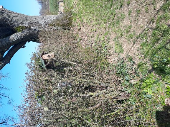 Annexe haie sauvage.jpg