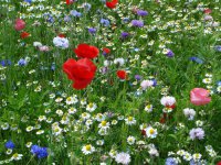 Annexe arton993-bfac5.jpg