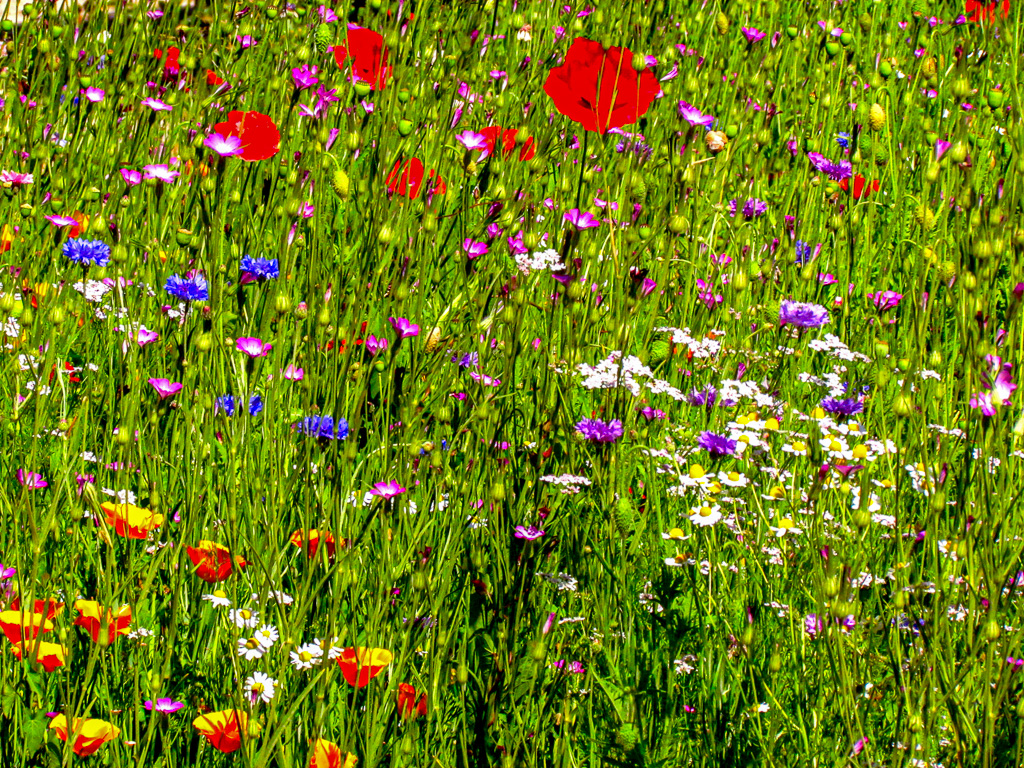 Annexe 5823784543_51cb0e4604_o.jpg