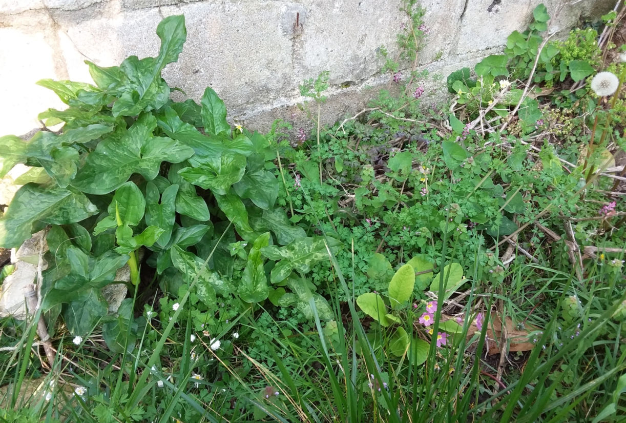 Annexe 20200328_093808-1.jpg