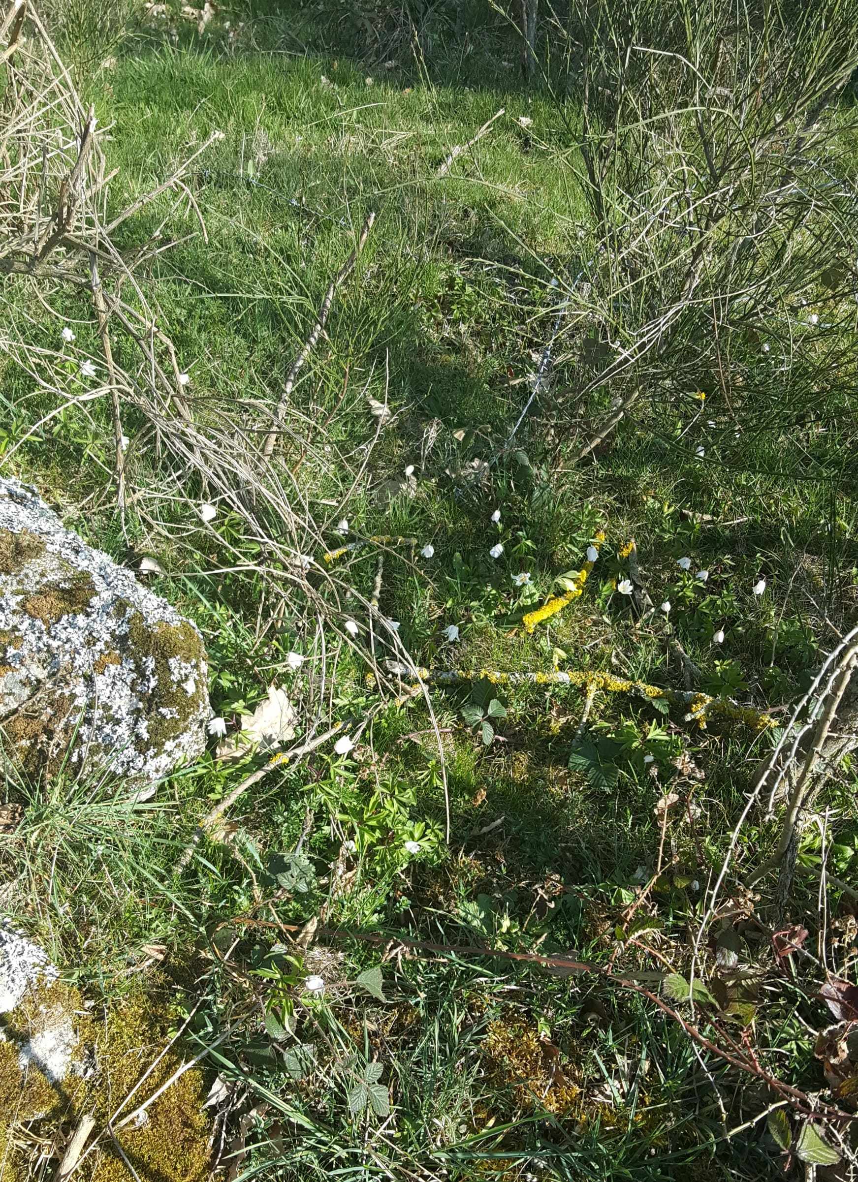 Annexe 20200328_102224-min-compressed.jpg