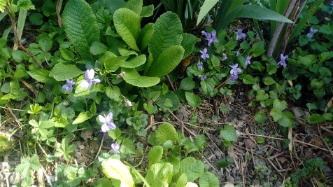 Annexe IMG_20200328_111942.jpg