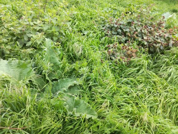 Annexe biodiversité.jpg