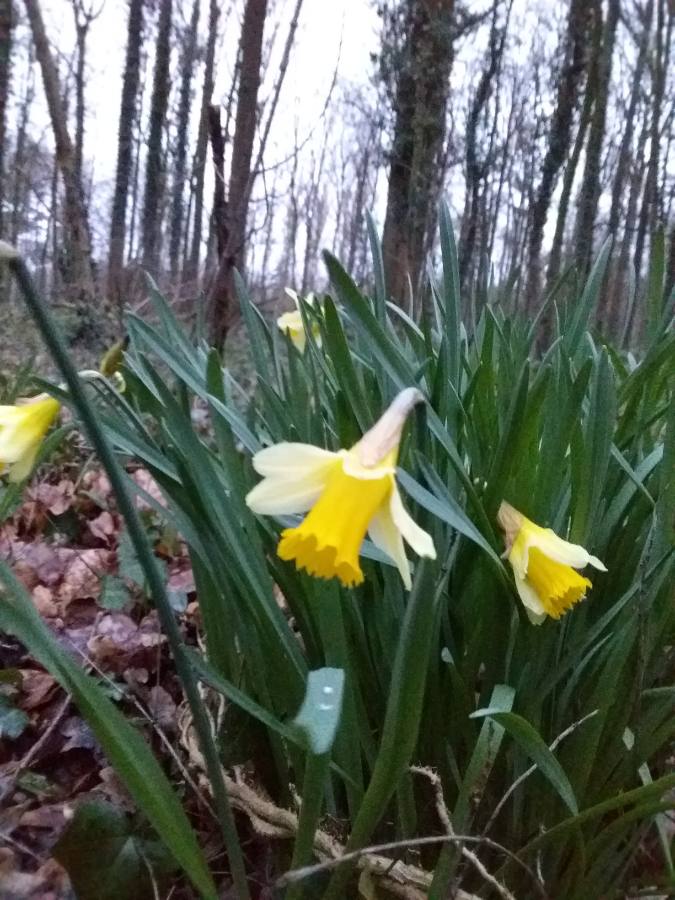 Annexe 1582785572700.JPEG