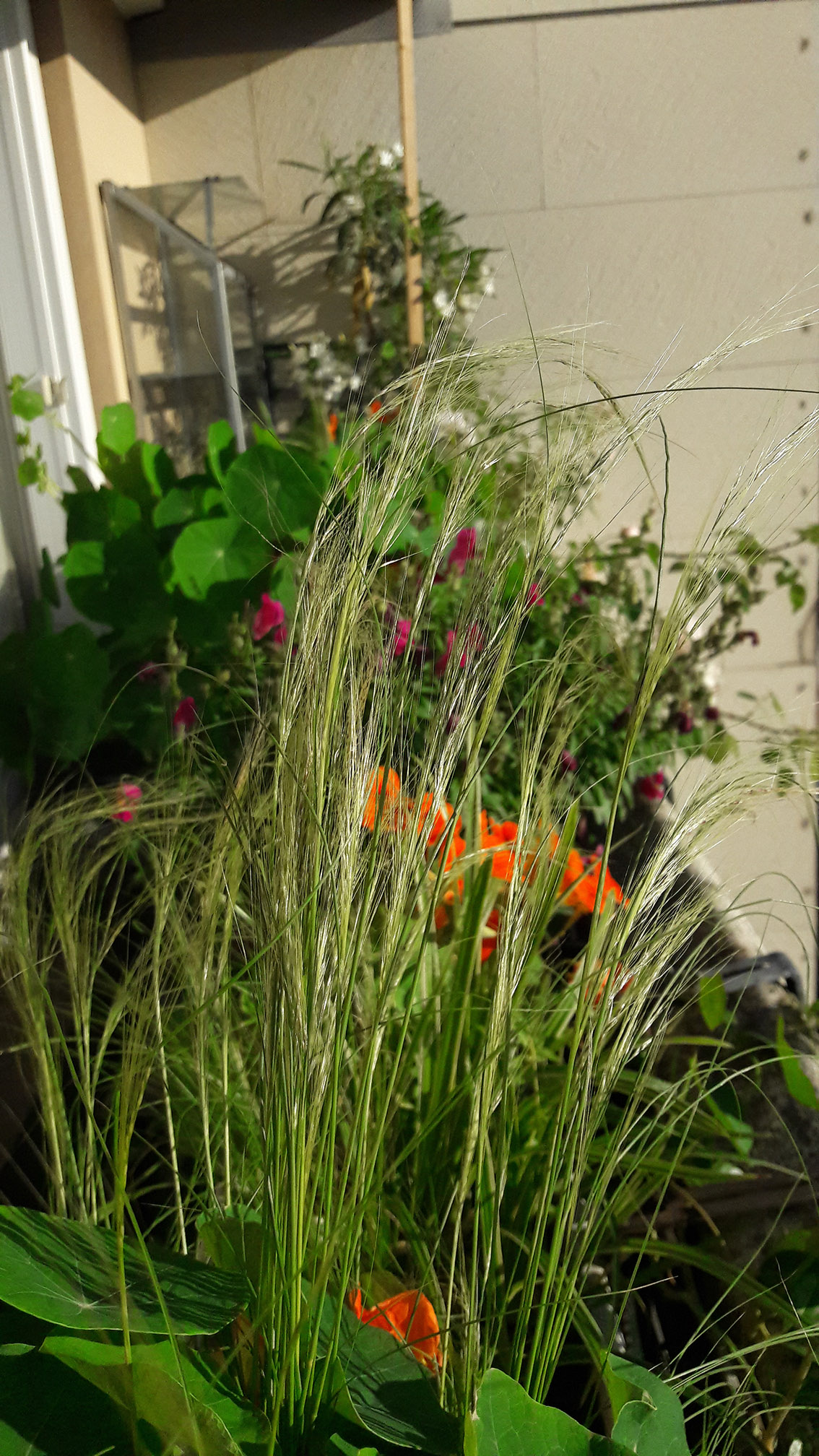 Annexe 20180608_075241.jpg