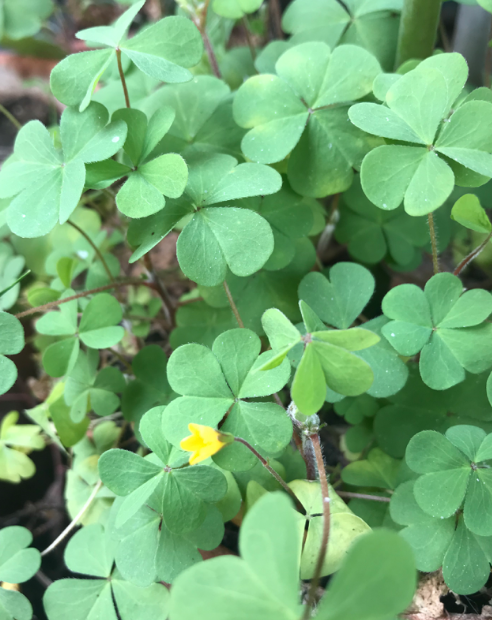 Annexe Capture d’écran 2020-03-28 à 13.56.17.png