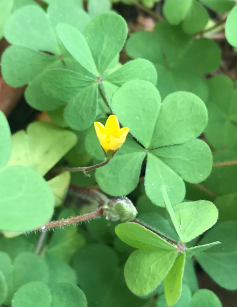 Annexe Capture d’écran 2020-03-28 à 13.56.26.png