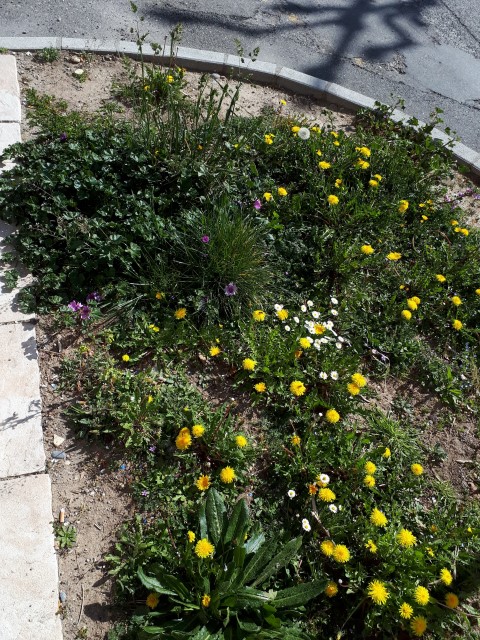 Annexe Mooc_Botanique-S1-Biodiversité (Small).jpg