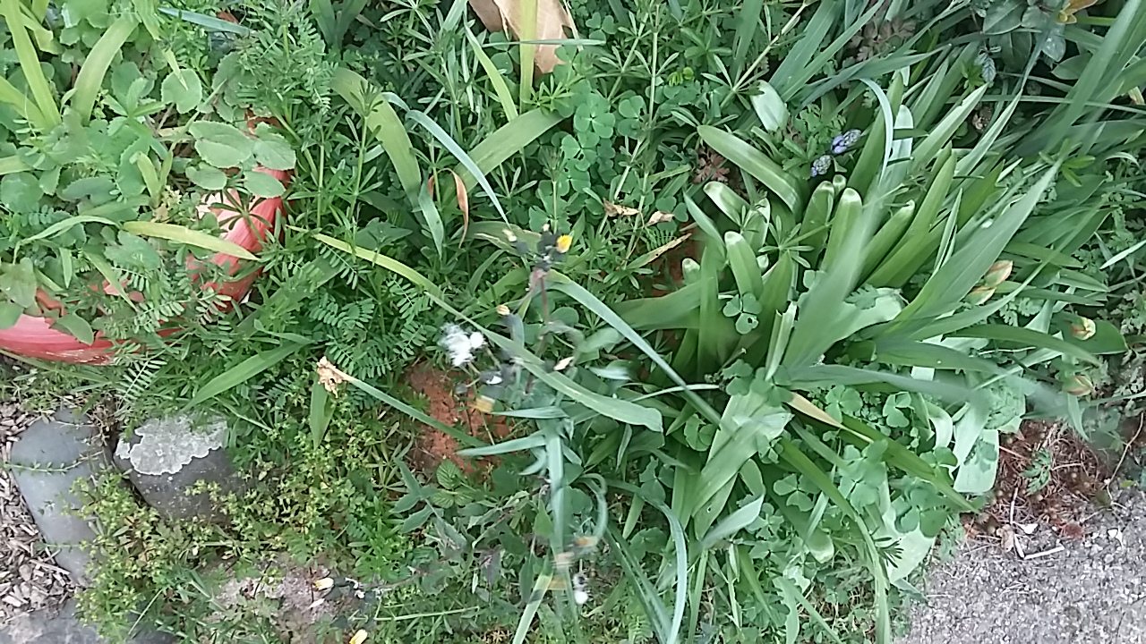 Annexe 20200328_142829.jpg