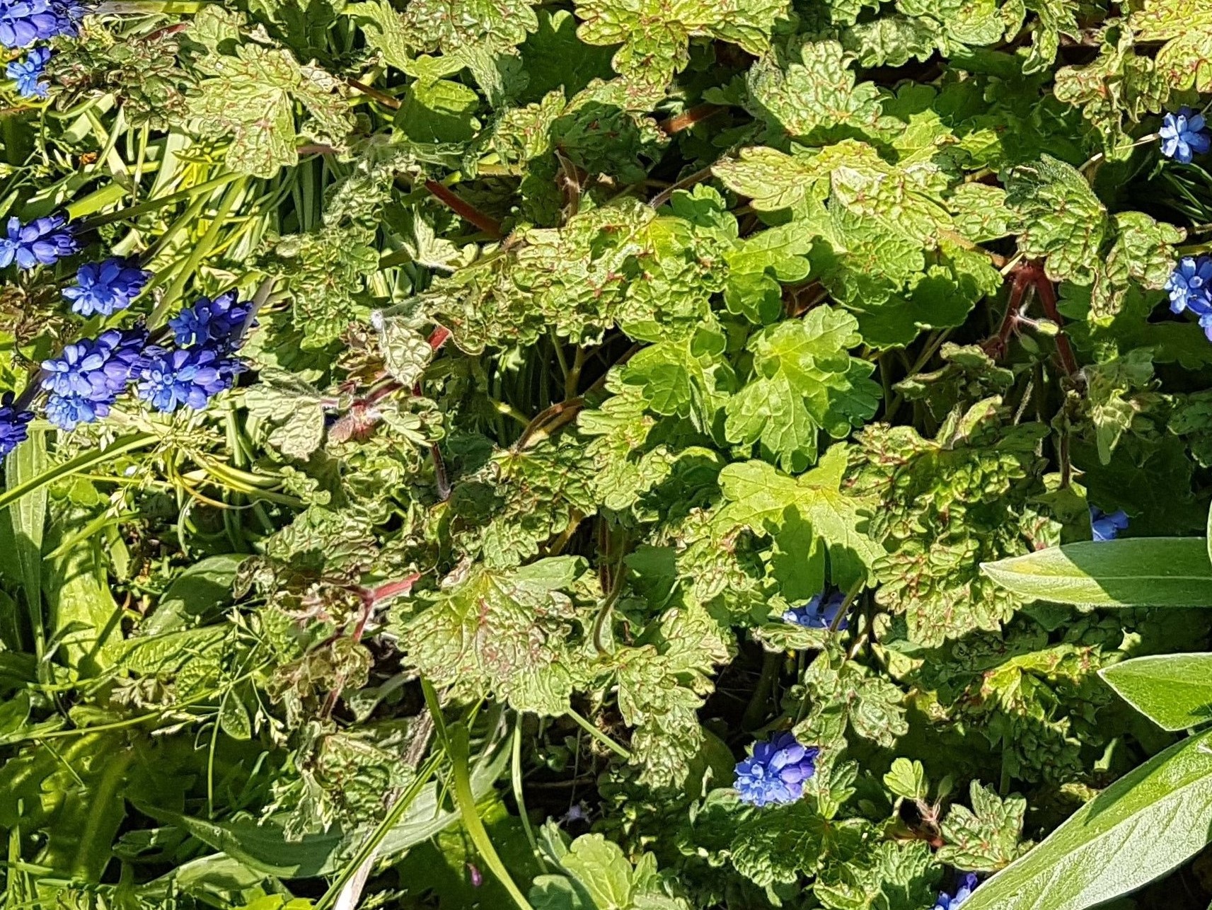 Annexe 20200328_143747.jpg