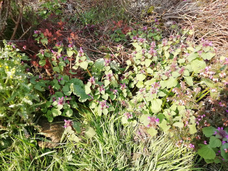 Annexe plantes diverses.jpg