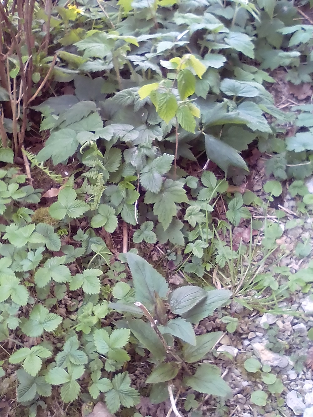 Annexe IMG_20200328_154509.jpg