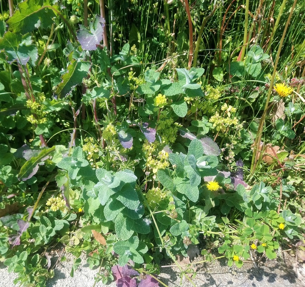 Annexe activité biodiversité.jpg