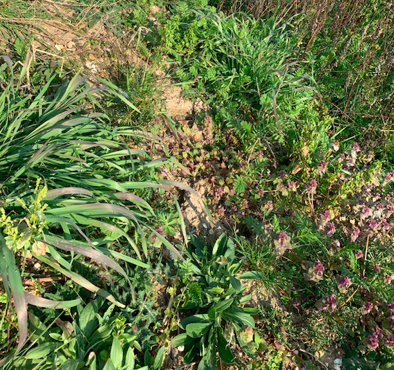 Annexe Biodiversité voie verte.png