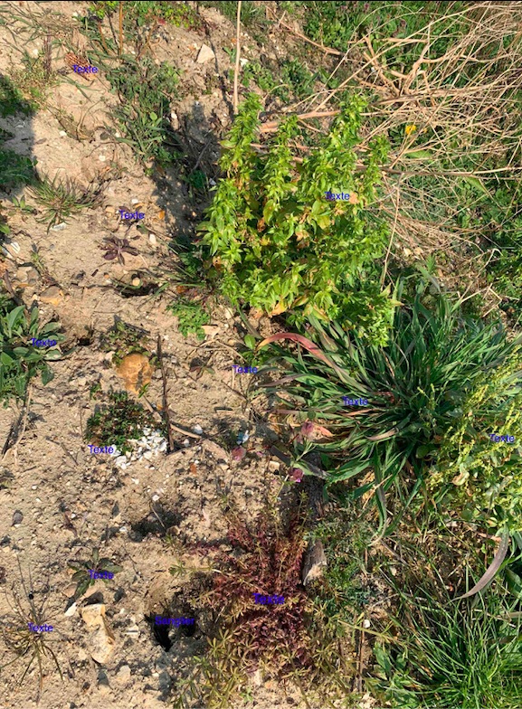 Annexe plus léger.jpg