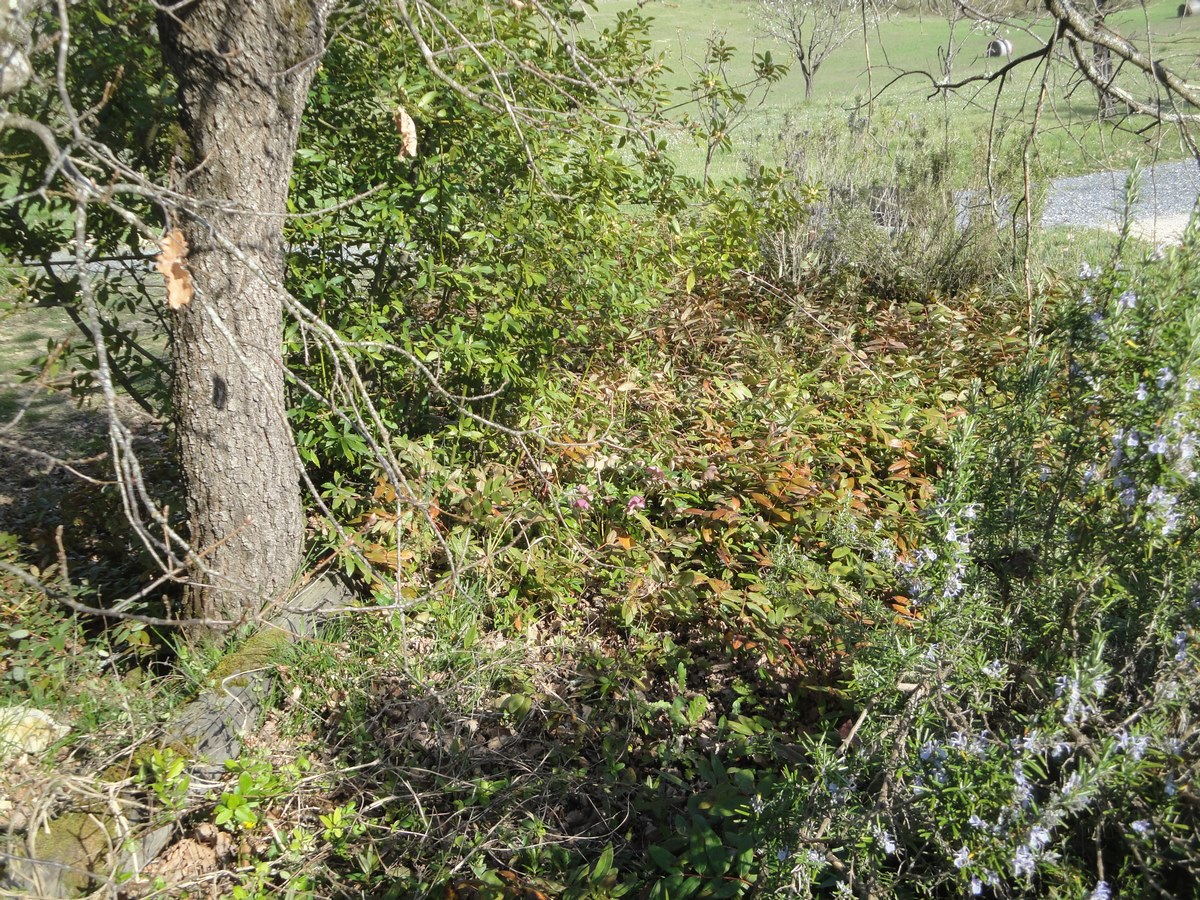 Annexe DSC01284 (Copier).JPG