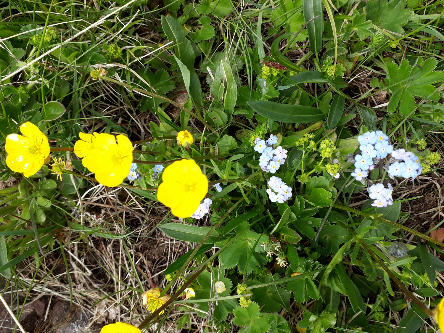 Annexe Botanica 2.jpg