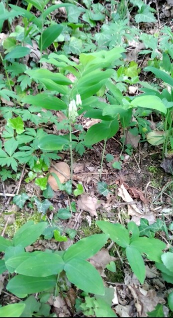 Annexe Screenshot_2020-03-28-16-45-36_1.jpg