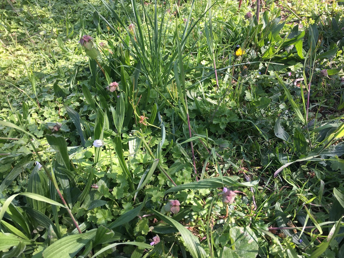 Annexe Photo-27-03-2020-10-58-42-ConvertImage-ConvertImage.jpg