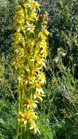 Annexe Ligulaire Fleurs comp.jpg