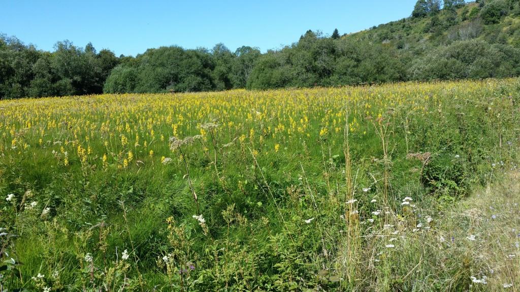 Annexe Narse dEspinace comp.jpg