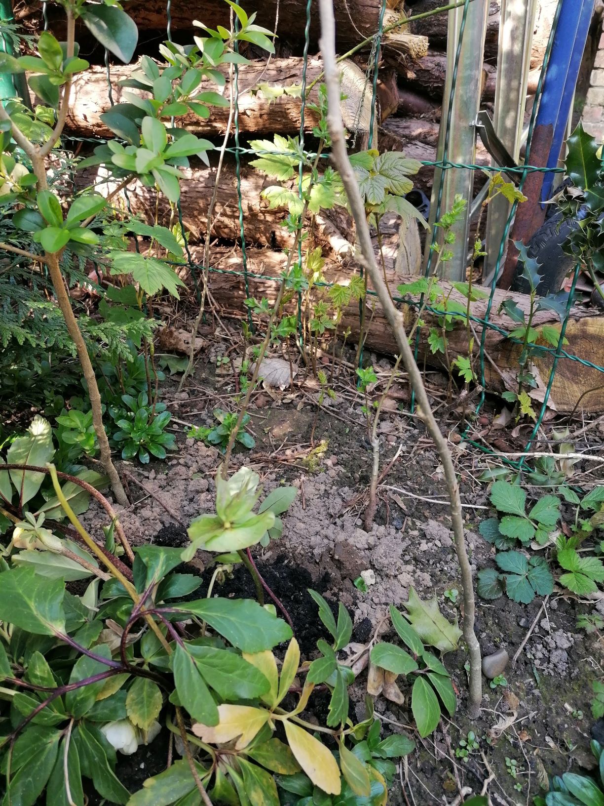 Annexe Plantes de mon jardin.jpg