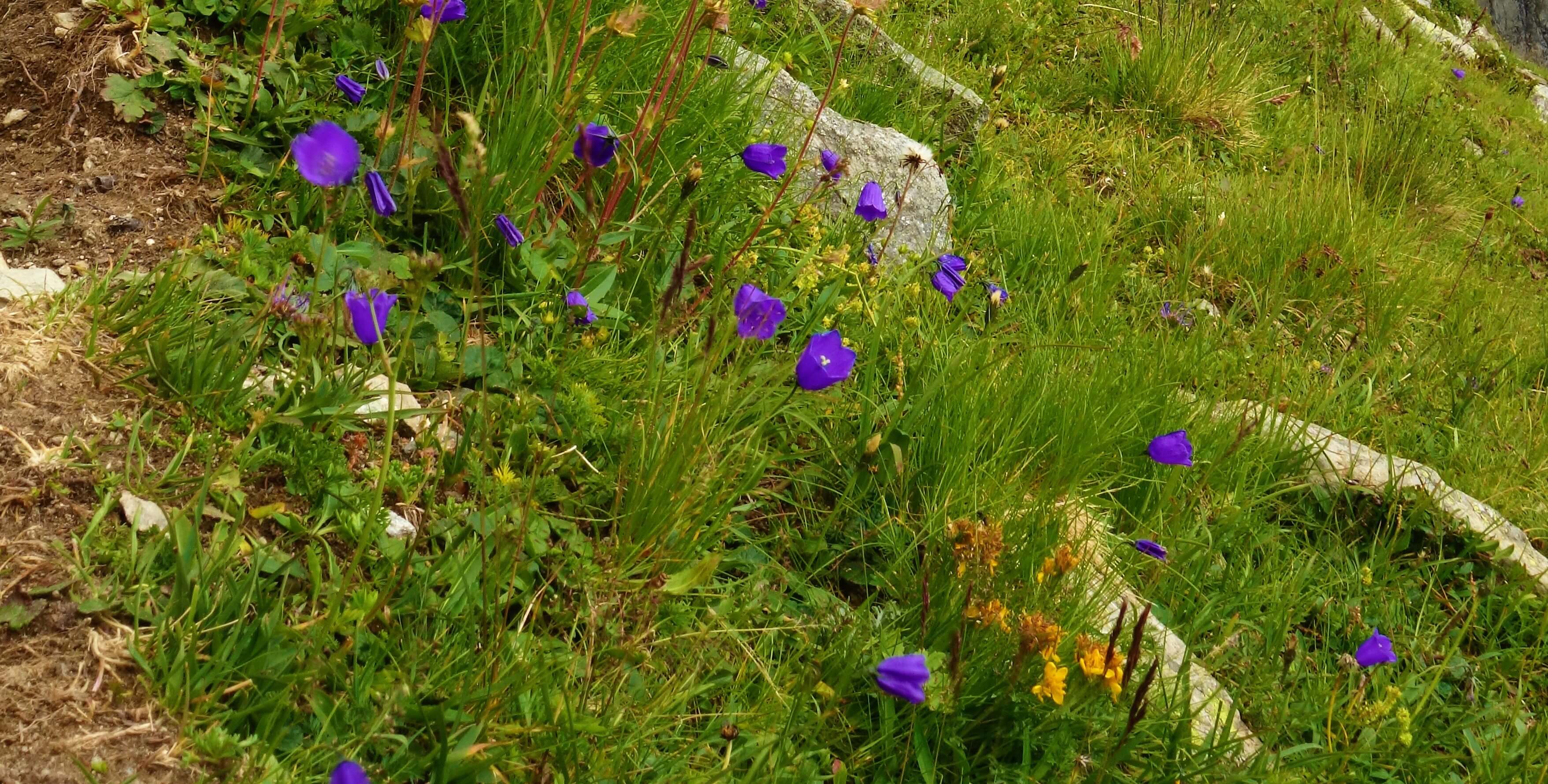 Annexe autreDSC01725 (2).jpg