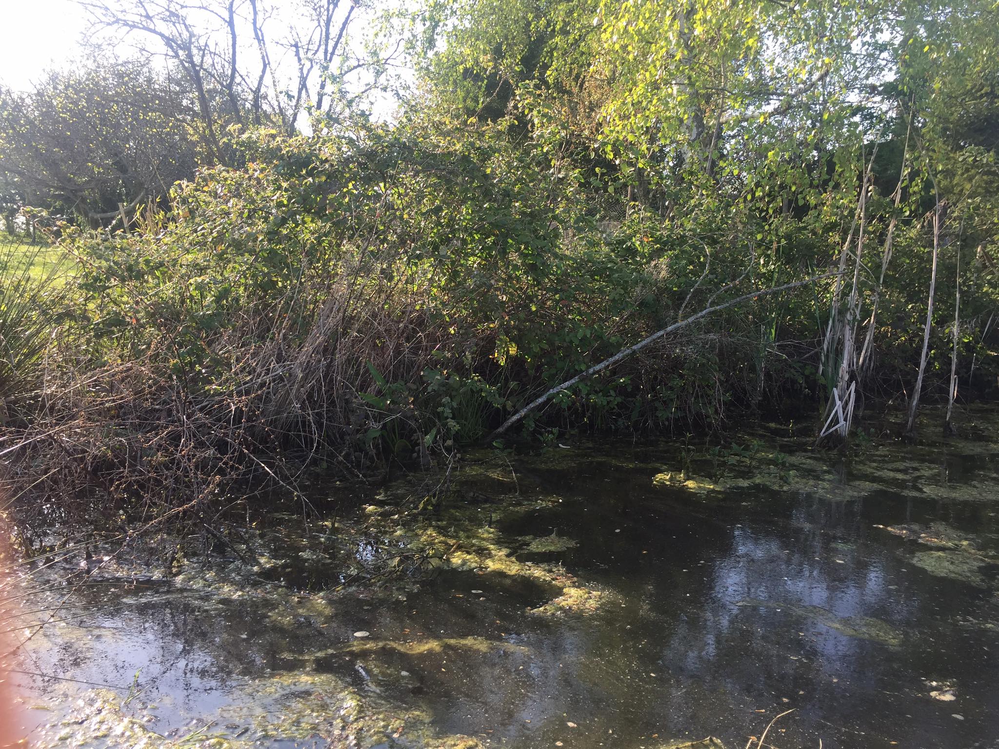 Annexe 91208505_611422722743035_305859541864546304_n.jpg