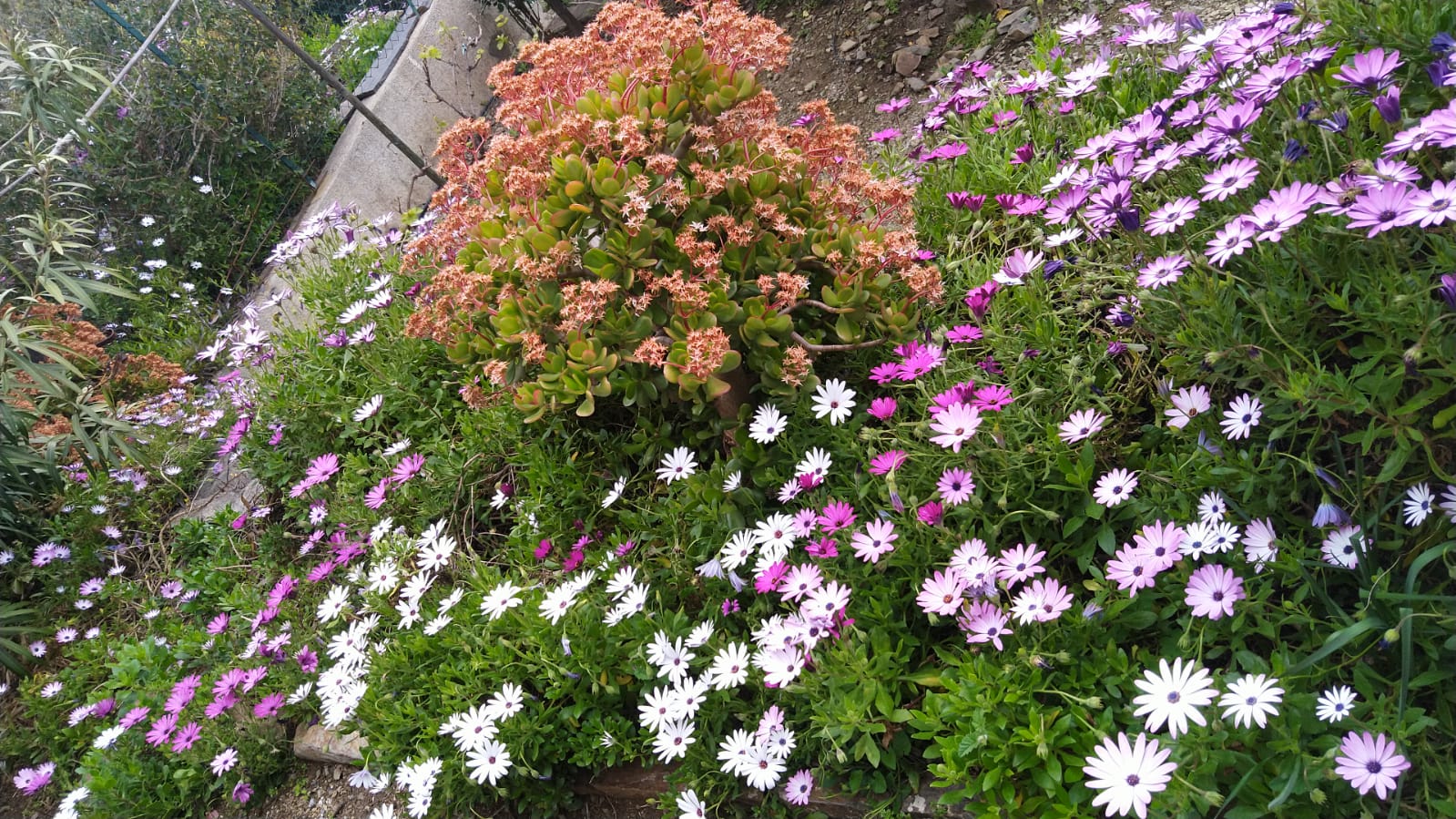 Annexe Jardin Banyuls sur mer.jpg