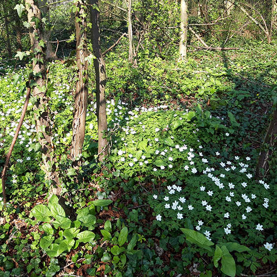 Annexe 20200328_151145.jpg