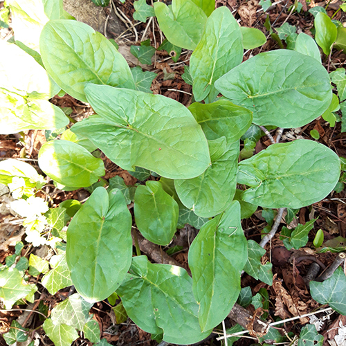 Annexe 20200328_151205.jpg