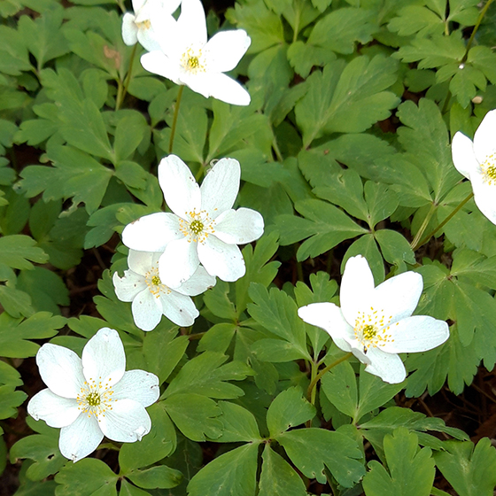 Annexe 20200328_151216.jpg