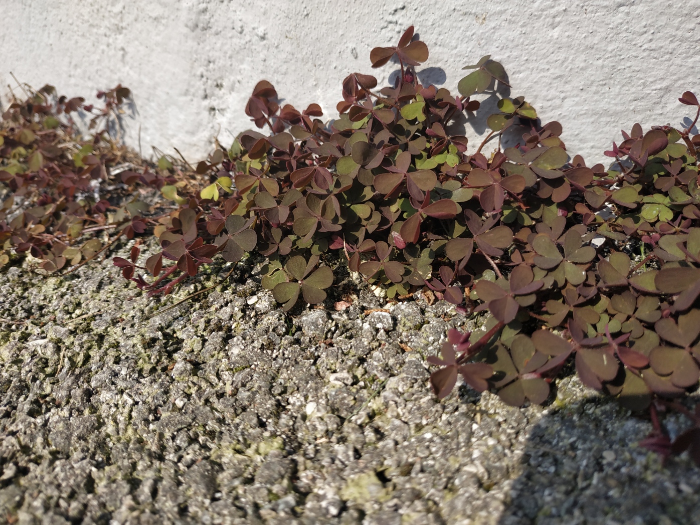 Annexe IMG_20200328_144309.jpg