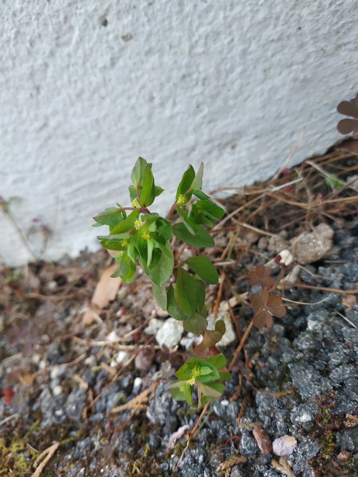 Annexe IMG_20200328_144346.jpg