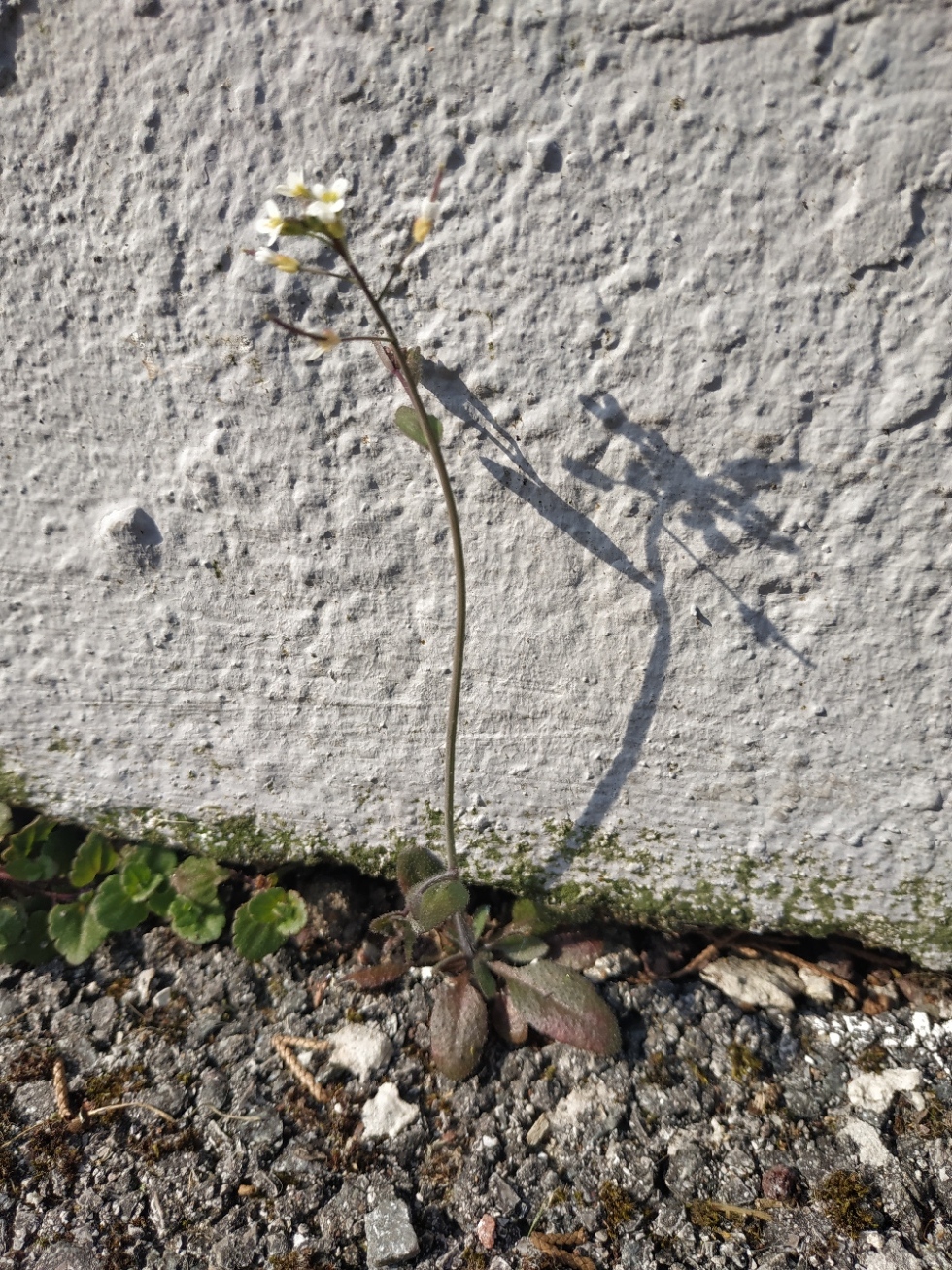 Annexe IMG_20200328_144413.jpg