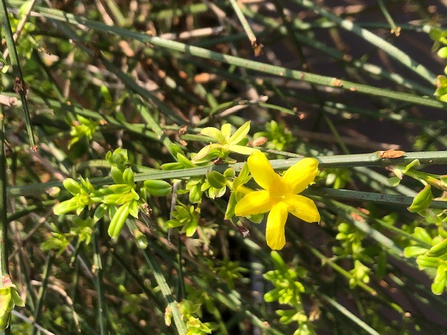 Annexe jasmin dhiver.jpg