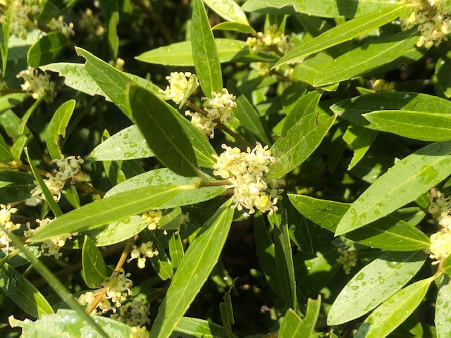 Annexe phillyrea.jpg