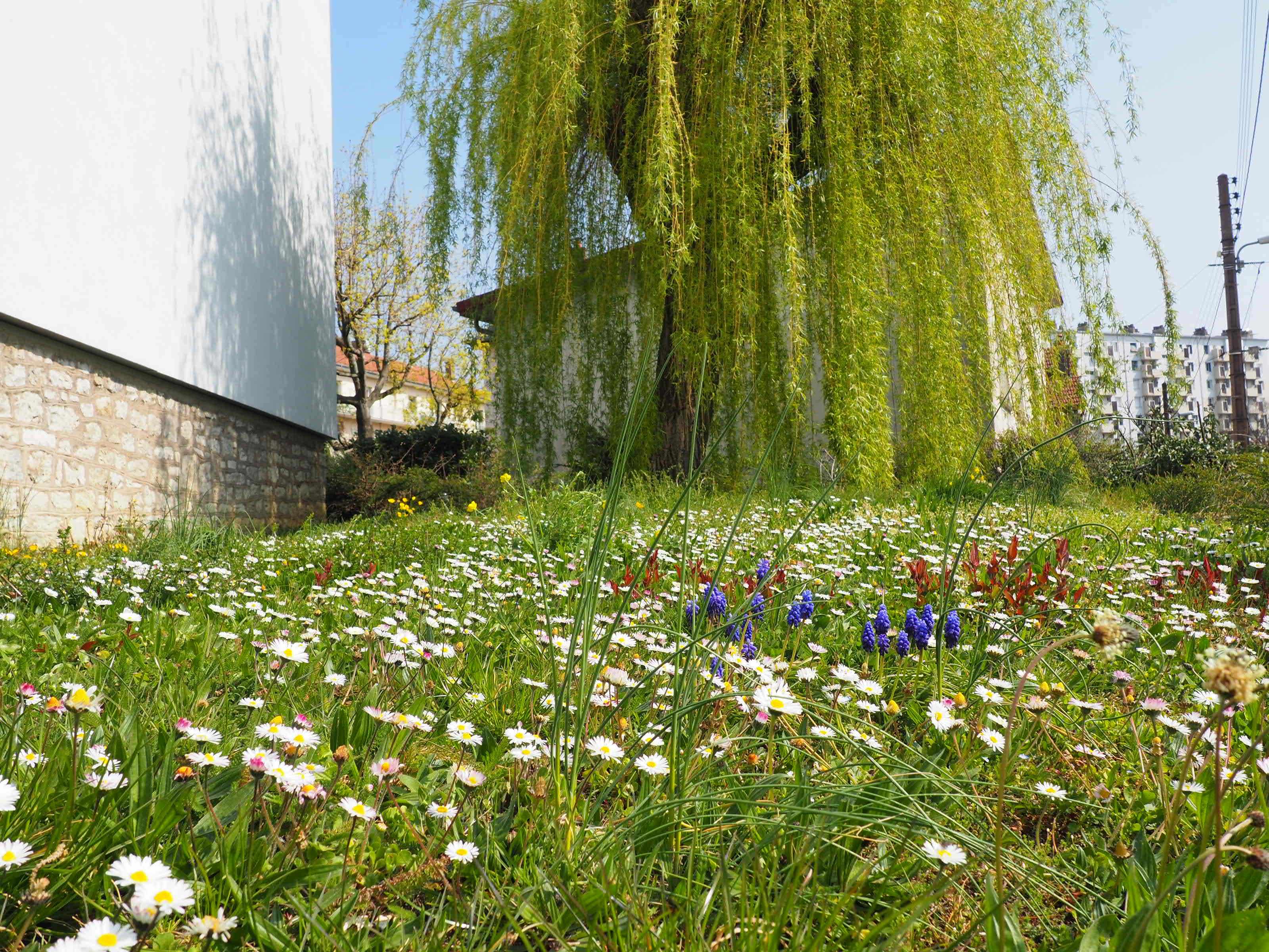 Annexe carré de pelouse.jpg