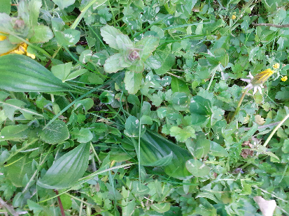 Annexe Biodiversité Lyon.png