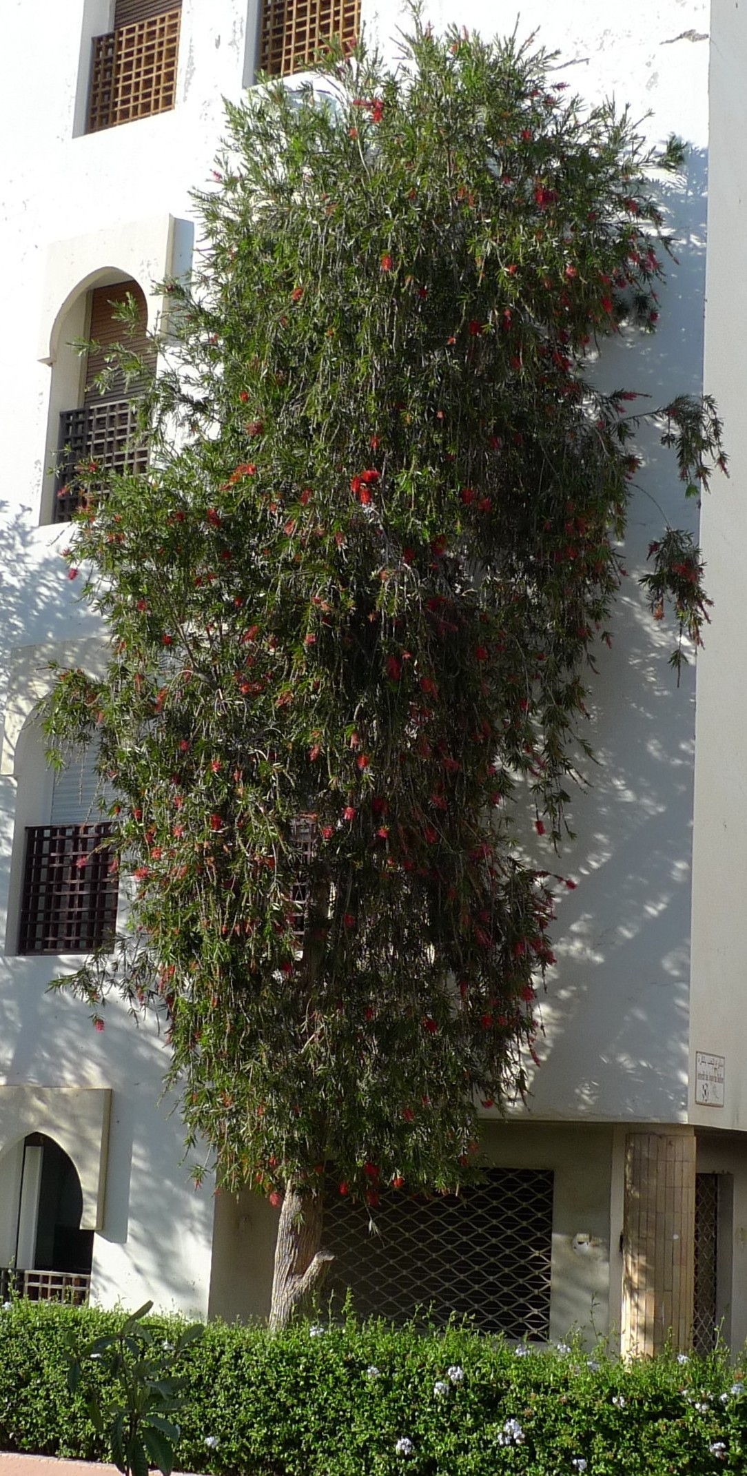 Annexe bottlebrush eucalyptus tree red single flowerL1120646.JPG