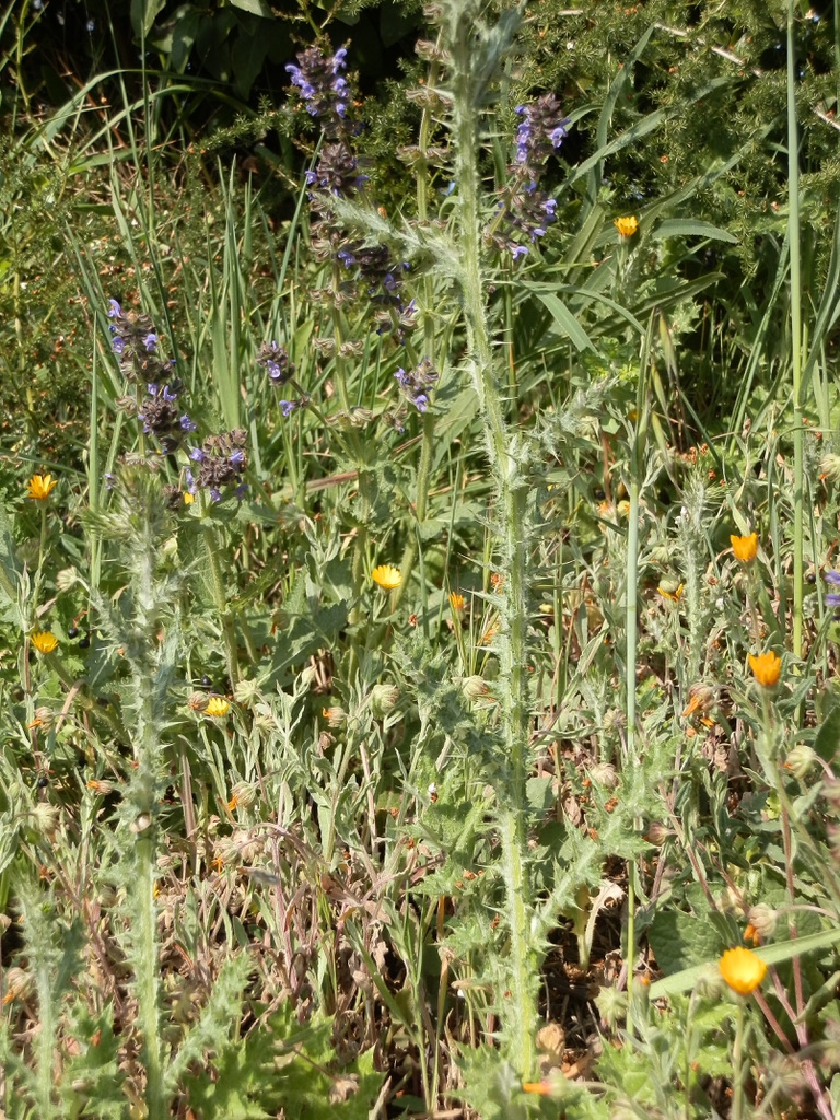 Annexe 9E957DA2-DF96-4BA4-86BB-BB649440F87C_1_105_c.jpeg