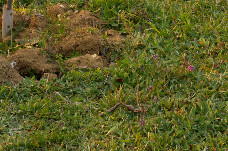 Annexe biodiversite-2.jpg