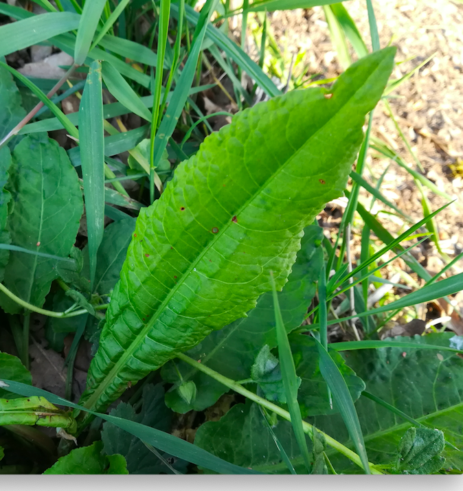 Annexe Oseille des Alpes?.png